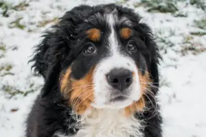 Bernedoodle