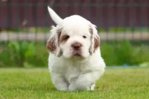 Clumber-spaniel