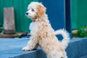 Cockapoo