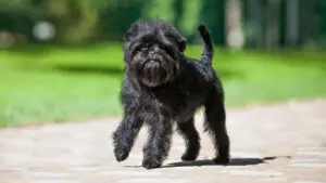 Affenpinscher