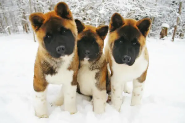 Akita Americano