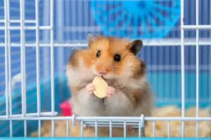 Alimentação para Hamster