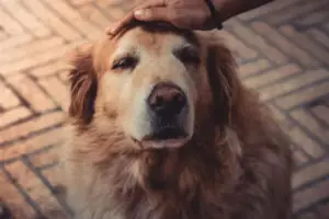 Brinquedos Adaptados para Pets Idosos