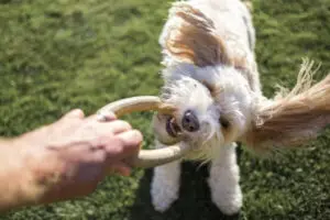 Brinquedos Sustentáveis para Pets