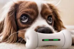 Brinquedos Tecnológicos e Inteligentes para Pets 5 Dicas