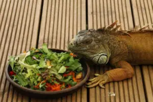 Como-alimentar-iguanas