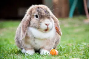 Como os coelhos se alimentam