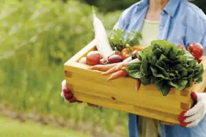 Gastronomia Sustentável Do Campo à Mesa com Consciência