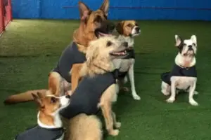 Roupas Terapêuticas e Antiestresse para Pets