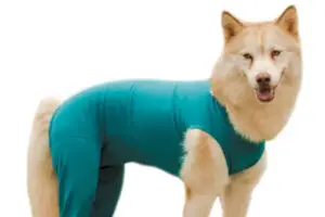 Roupas Terapêuticas para Pets.