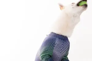 Roupas com Proteção Contra Insetos