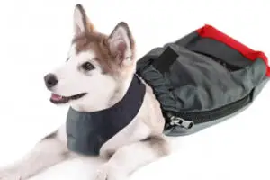 Roupas para Pets com Deficiência ou Condições Médicas