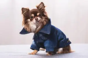 Sustentabilidade na Moda Pet