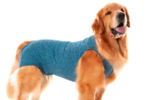 Tecidos com Proteção UV e Respiráveis para Pet