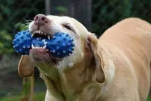 Top 10 Brinquedos mais Duráveis para Cães de Mordida Forte