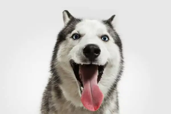 Atividades para Husky