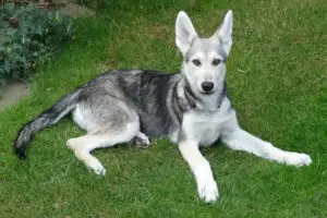 Cão-lobo-de-saarloos
