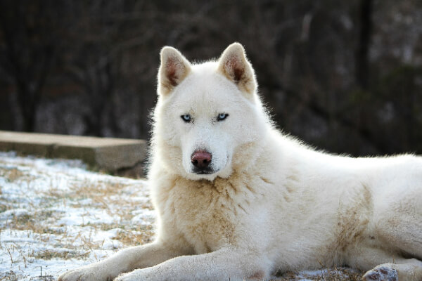 Husky Branco