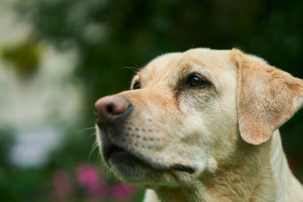 Labrador-Retriever