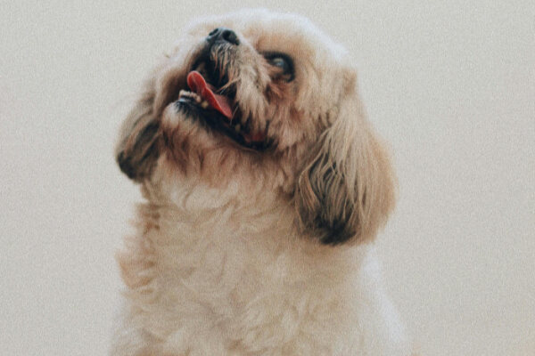 Porque-ter-um-shih-tzu