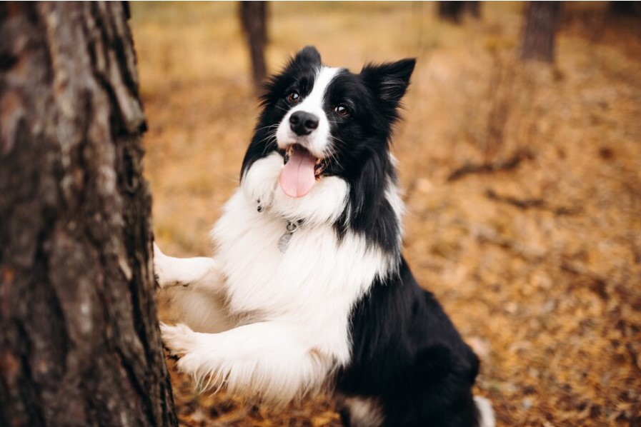 Border-Collie