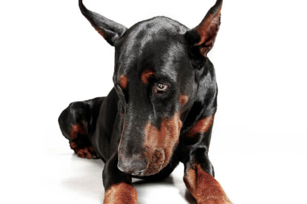 Dobermann