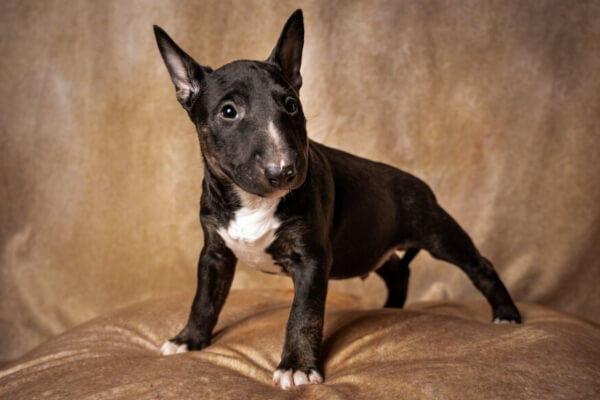 bull-terrier