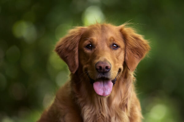 golden-cachorro