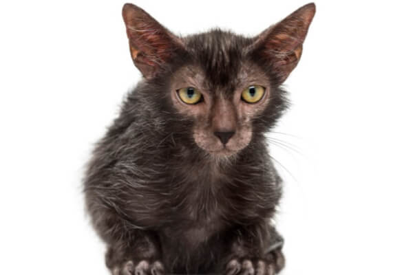 lykoi