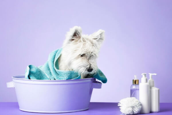 shampoo-para-cachorro