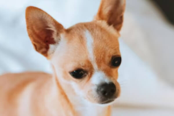 Chihuahua