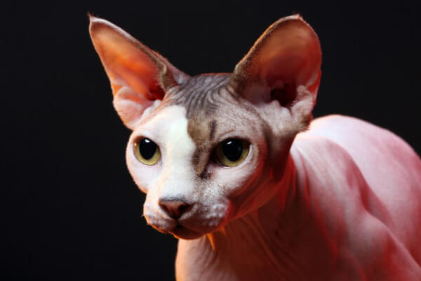 Sphynx