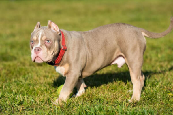 american-bully