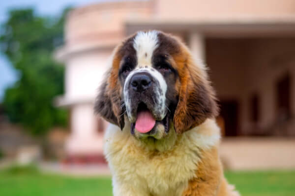 cachorro-são-bernardo