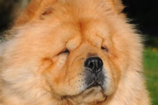 chow-chow