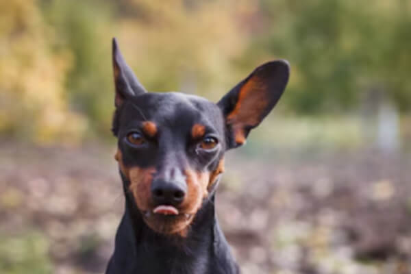 pinscher