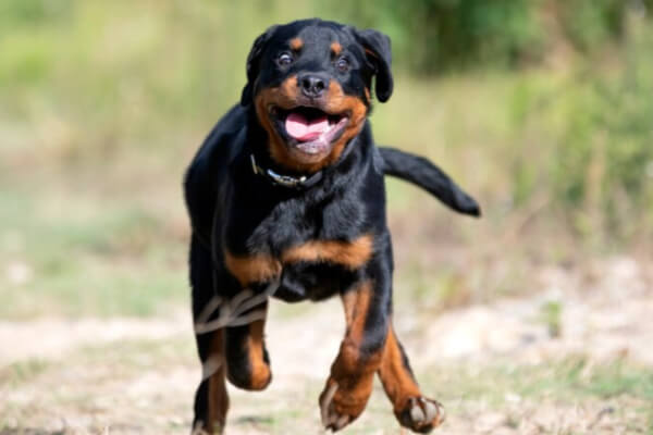 rottweiler