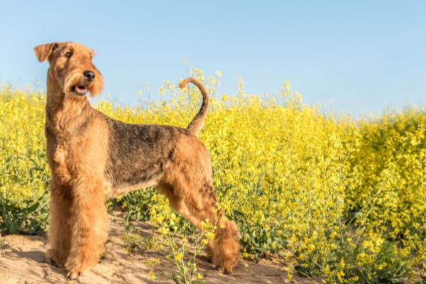 Airedale Terrier