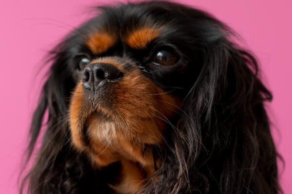 Cavalier-King-Charles-Spaniel