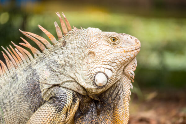 Iguana