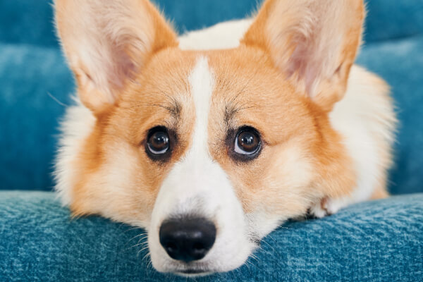 welsh-corgi-Pembroke