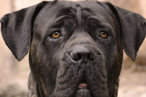 Cane-Corso