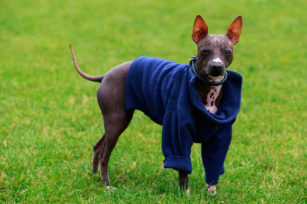 Terrier-americano-sem-pelo