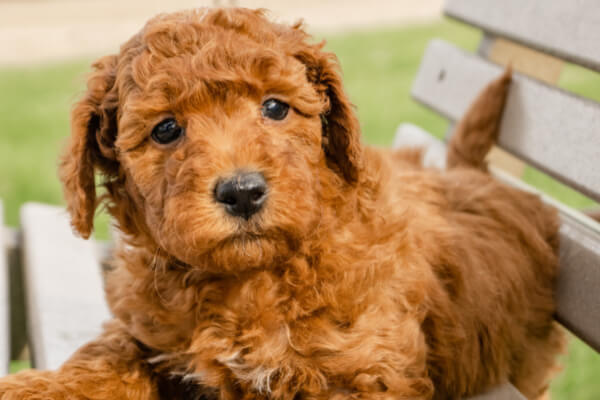 goldendoodle