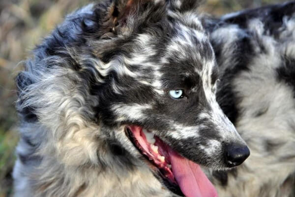 cachorro-mudi