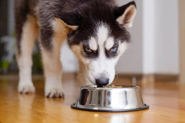 Alimentação para Husky