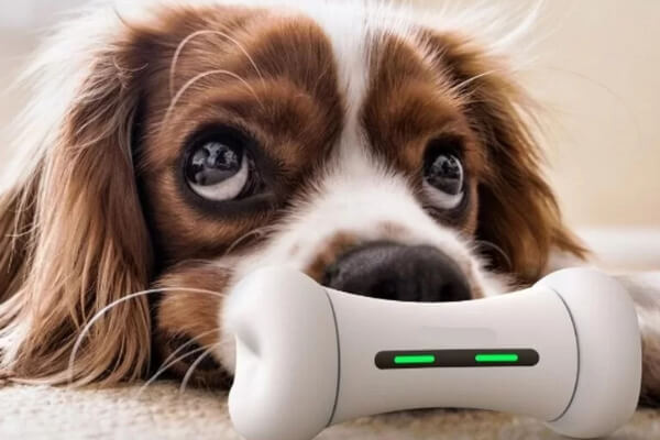 Brinquedos Tecnológicos e Inteligentes para Pets 5 Dicas