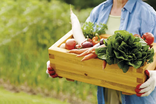 Gastronomia Sustentável Do Campo à Mesa com Consciência
