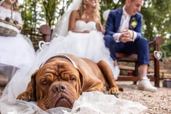 Looks para Eventos Pet-Friendly e Casamentos