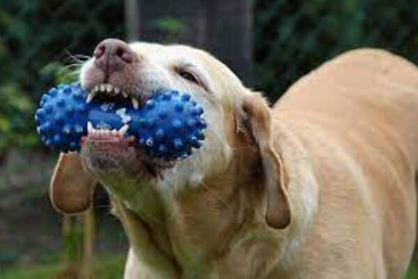 Top 10 Brinquedos mais Duráveis para Cães de Mordida Forte